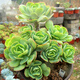 Envoyer une cavalerie Chun Bi Tao, une plante de pot amusante pour plusieurs pots, un coup de plantes succulentes, des tas entiers sans coupe, pas de coupures, pas de coupures, pas de coupures, pas de coupures, pas de coupures, pas de coupures, pas de coupures, pas de coupures, pas de coupe