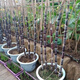 Authentic Guangxi black-skinned sugarcane seedlings can be potted with 3 to 4 buds per root in the middle section and high survival rate. 2 black-skinned sugarcane seedlings