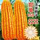 Beishu official authentic corn seeds produce tall and short big sticks, drought-resistant and lodging-resistant Zhengdan 958 nationally approved feed Sichuan hybrid Beishu nationally approved Zhengdan 958 corn seeds 4Jin Jin equals 0.5kg