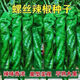 Spicy Spicy Pepper Seeds, Golden Spicy Green Peppers, Pig Intestine Chili Seeds, Potted Vegetable Seeds for Garden Fields and Balconies, Spicy Spicy Peppers, Early Mature Large Fruits, About 500 Capsules, 5 Packs