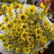 Australian wintersweet flowers bouquet living room decorations Yunnan base straight hair water-raised flower arrangements fresh cut flower ornaments New Year's Eve flowers two bouquets of red wintersweet flowers vase not included