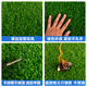 Boxuan grass simulated green lawn entry door soundproof dustproof mat simulated fake turf roof balcony insulated canopy fake lawn 10mm engineering grass full roll 50 square meters