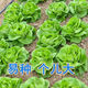 奶油生菜新鲜蔬菜叶菜类生菜生吃凉拌甜脆多汁沙拉 ()奶油生菜-籽籽2包【3888粒】