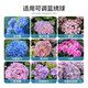 Devodo hydrangea special plant nutrient soil 15L + fertilizer gardening potted planting flower soil organic matrix rice husk soil