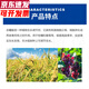 Guoguang Guoguang Dingyue 3% gibberellin 920 gibberellic acid citrus improves fruit setting rate and promotes growth growth regulator 100ml