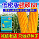 New ultra-high-yielding Academy of Agricultural Sciences original authentic national-approved corn seed red shaft big stick Qiangshuo 68 drought and disease resistance yellow bag Qiangshuo 68 4200 *5 bags national-approved original authentic