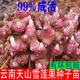 Yunnan Snow Lotus Seedlings Seedlings Seed Planting Fruit Seeds Bulb Seedlings Yellow Heart Fresh Base High Yield Soil 2Jin Jin is equal to 0.5kg (divided into 8 to 15 plants for planting)