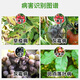Promethain 50% iprodione tomato fruit tree grape gray mold spot leaf disease early blight fungicide 100ml*1 bottle