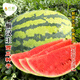 Long-cultivation lazy man watermelon seeds extra large seedless 8424 watermelon seedlings super sweet southern unicorn watermelon fruit and vegetable seeds lazy man watermelon seeds 200 hybrids