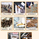 高海拔冬虫夏草正品头期干货虫草3根/克  2根/克多种规格高档礼盒 精品那曲0.6根一克50条送1根