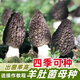羊肚菌菌种不出包赔高产母种蘑菇菌种速产食用菌菌种阳台盆栽种植 羊肚菌菌种【高产】 【677粒】菌种+种植说明