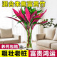Lucky Double Color Lucky Bamboo Hydroponic Plants Mixed with Green Plants and Flowers for Buddha Good Luck and Wealth Red Vermilion Banana Chinese Valentine's Day Red Vermilion Banana + Lucky Bamboo 60CM (8 Branches)