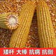明天695高产玉米种子矮杆大棒耐密 明天695玉米种抗病抗倒伏 明天695玉米种子