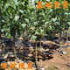 Yimi Bamboo and Pear Tree Fruit Seedlings Grafted Seedlings Cuiguan Pear Tree Fengshui Pear Tree Seeds Planted in the Field That Bear Fruit Pear Tree Seedlings Fruit Tree Fruit Seedlings Rock Sugar Snow Pear 5-year Grafted Seedlings Non-live Guaranteed