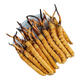 200/100/50/30 cajas de regalo para ancianos 0.5 gramos cada cordyceps de primera etapa de alta calidad 0.5 gramos cada cordiceps de alta calidad Nagqu, Tibet 100 Cordyceps de alta calidad