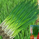 Spring vegetables, heat-resistant and cold-resistant four-season chive seeds, easy to grow potted vegetable and fruit seeds. Four-season chive seeds, easy to plant, soaked in soil to germinate, can be planted in all seasons, original selection, 1 pack, about 800 seeds