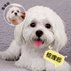 QiOh dog comb, cat comb, special cat comb, Teddy Bichon face comb, cleaning tool, flea comb, complete list of supplies, upgraded anti-static-white small size