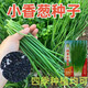Spring vegetables, heat-resistant and cold-resistant four-season chive seeds, easy to grow potted vegetable and fruit seeds. Four-season chive seeds, easy to plant, soaked in soil to germinate, can be planted in all seasons, original selection, 1 pack, about 800 seeds