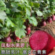 
[3341 pieces in 30 days] Pineapple fruit radish seeds raw Purple beauty radish Rouge radish seeds Summer four Premium original [1098 pieces] Five packs Fruit-type pineapple radish seeds (new seeds this year)
