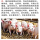 Mucan Veterinary Medicine for pigs, cattle and sheep cough and asthma medicine, special treatment for mutated contagious pleural meningopneumonia and lung disease, severe cough and asthma medicine (5 sets)
