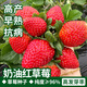 Beipin Cream Strawberry Seeds are big and sweet. They bloom and bear fruit all year round. Strawberry seeds are potted fruits for the courtyard and balcony. Cream Strawberry Seeds. About 1,000 capsules.