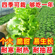 意大利生菜奶油玻璃生菜种子生吃耐寒耐热 意大利耐抽薹生菜新种子 全年可种植 高芽率2包3899粒