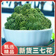 彦夕堂三七花云南文山正宗新花非野生特级正品四年田七花 三七花【100g】