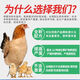 Yinghuan layer chicken feed for hens, egg-laying broiler chicken fattening particles, full price special wholesale for nesting and breeding, 5 Jin Jin is equal to 0.5 kg, layer chicken feed