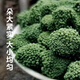 崹艼胖东来品质云南文山三七花官方店旗舰三七花中药材克三七头茬 精选三七花500克 【罐装】