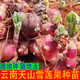 Yunnan Snow Lotus Seedlings Seedlings Seed Planting Fruit Seeds Bulb Seedlings Yellow Heart Fresh Base High Yield Soil 2Jin Jin is equal to 0.5kg (divided into 8 to 15 plants for planting)