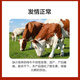 5% Cow Premix Dabeinong Core Technology Estrus Breeding Nutritional Lactation Prevention Postpartum Paralysis Buy 10 Get 1 Free Get 11 Packs