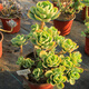 Envoyer une cavalerie Chun Bi Tao, une plante de pot amusante pour plusieurs pots, un coup de plantes succulentes, des tas entiers sans coupe, pas de coupures, pas de coupures, pas de coupures, pas de coupures, pas de coupures, pas de coupures, pas de coupures, pas de coupures, pas de coupe
