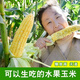 Sweet and crispy fruit corn, sweet and sticky corn, four big sticks, eaten raw in early seasons and grown in the field. Sweet and crispy fruit corn seeds. Sweet and crispy fruit corn seeds, original 5 packs of 200 grains.