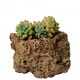 Fine small water stone bonsai rockery absorbent stone micro landscape decoration strange stone ornaments natural original about 15cm plus grass seeds and stones