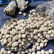 Store phare officiel Cinq comprimés de trésor Yunnan Wenshan Panax Notoginseng Dendrobium gastrodia salvia salvia ginseng American Five-in-One Authentic Chinese Medicine Shoot 1 Shot 1 (bouteille unique) Sélectionné 20 Panax Notoginseng Five Treasure Tablets 250G