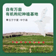 早康商超同款宁夏中宁枸杞100g特优级有机枸杞大颗粒无农残地标认证