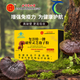 北京同仁堂玺洋特一牌破壁灵芝孢子粉孢子油中 1盒【增强免疫】破壁灵芝孢子粉40g