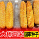 New ultra-high-yielding Academy of Agricultural Sciences original authentic national-approved corn seed red shaft big stick Qiangshuo 68 drought and disease resistance yellow bag Qiangshuo 68 4200 *5 bags national-approved original authentic