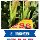 Liyuan 296 corn seeds - white shaft variety - 4400 grains per bag - determine the adaptation area before purchasing 4 bags per bag 4400 seeds per bag
