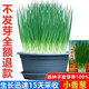 Spring vegetables, heat-resistant and cold-resistant four-season chive seeds, easy to grow potted vegetable and fruit seeds. Four-season chive seeds, easy to plant, soaked in soil to germinate, can be planted in all seasons, original selection, 1 pack, about 800 seeds