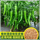 Authentic camphor tree pepper seeds, camphor tree pepper seeds, new pepper seeds, sown in spring and autumn, Zhangshu Harbor courtyard small collection, new seeds, about 608 capsules/