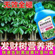 Aishangke Money Tree Nutrient Solution, the leaves turn yellow and fall off, the roots rot and the leaves fall off. Special fertilizer to promote roots, seedlings and sprouts without dilution. Buy 2 get 1 free. 3 bottles*500ml.