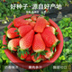 Beipin Cream Strawberry Seeds are big and sweet. They bloom and bear fruit all year round. Strawberry seeds are potted fruits for the courtyard and balcony. Cream Strawberry Seeds. About 1,000 capsules.