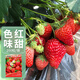 Beipin Cream Strawberry Seeds are big and sweet. They bloom and bear fruit all year round. Strawberry seeds are potted fruits for the courtyard and balcony. Cream Strawberry Seeds. About 1,000 capsules.