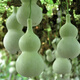 New product Jiuxianbao gourd extra large gourd seeds vegetable balcony garden potted climbing vine seeds Jiuxianbao gourd seeds seeds buy three get two free 5 packs