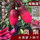 
[3341 pieces in 30 days] Pineapple fruit radish seeds raw Purple beauty radish Rouge radish seeds Summer four Premium original [1098 pieces] Five packs Fruit-type pineapple radish seeds (new seeds this year)