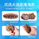 Zhangzidao Dalian ready-to-eat sea cucumber 1200g 21-30 pieces, more than 90% solid content, seafood and aquatic products gift box