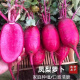 
[3341 pieces in 30 days] Pineapple fruit radish seeds raw Purple beauty radish Rouge radish seeds Summer four Premium original [1098 pieces] Five packs Fruit-type pineapple radish seeds (new seeds this year)