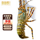 Mr. Fish Seller Indonesian live frozen blue lobster 200-300g/piece Extra large lobster Hualong seafood water produces fresh shrimp