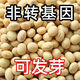 Traditional old variety oval black navel soybean seeds large high yield drought resistant edamame seeds vegetable seeds traditional old variety soybean seeds 50g